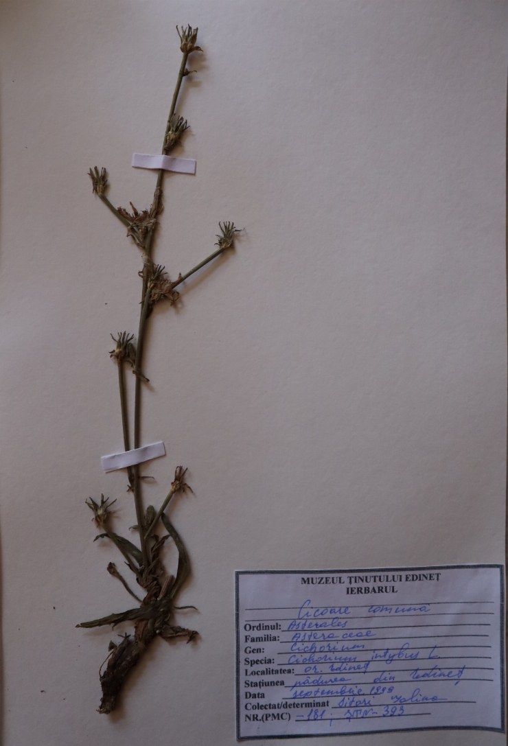 Cichorium intybus 