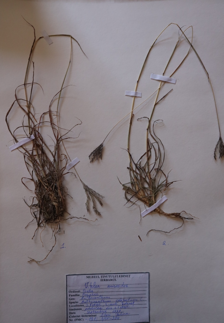 Anthoxanthum odoratum 