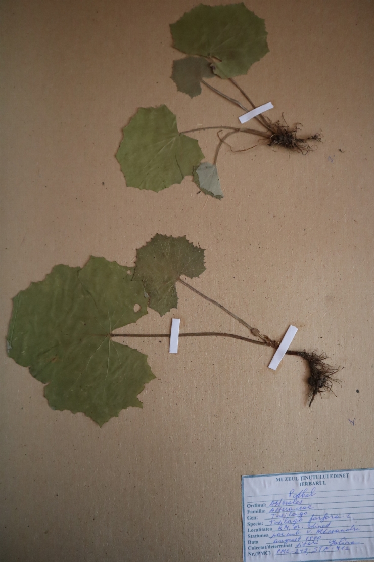 Tussilago farfara