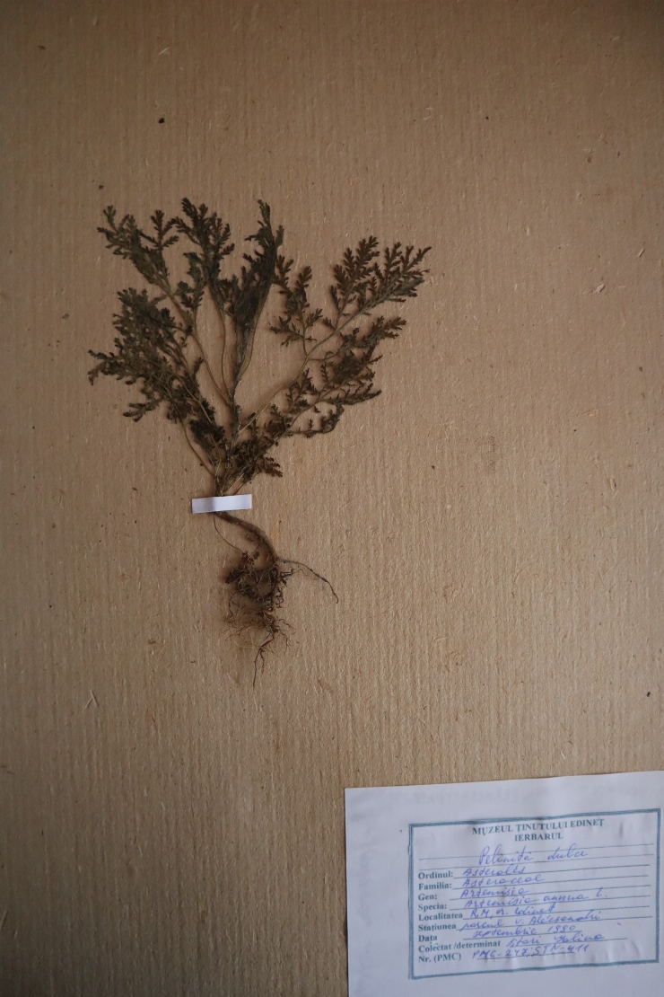 Artemisia annua 