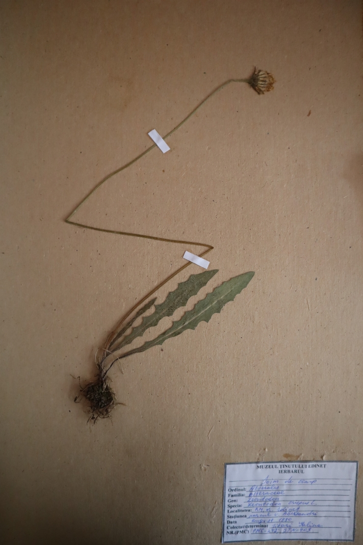 Leontodon crispus 