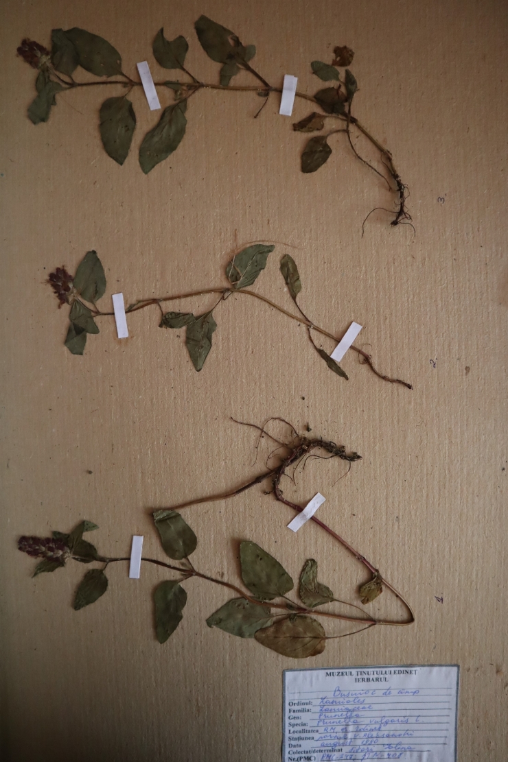 Prunella vulgaris 