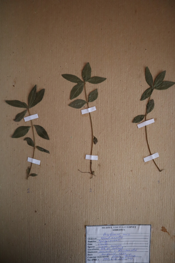 Vinca minor 