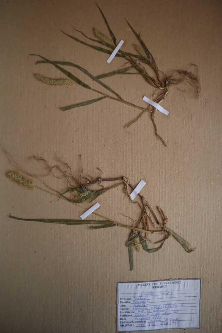 Setaria verticillata 