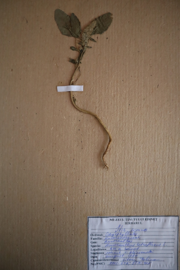 Amaranthus retroflexus 