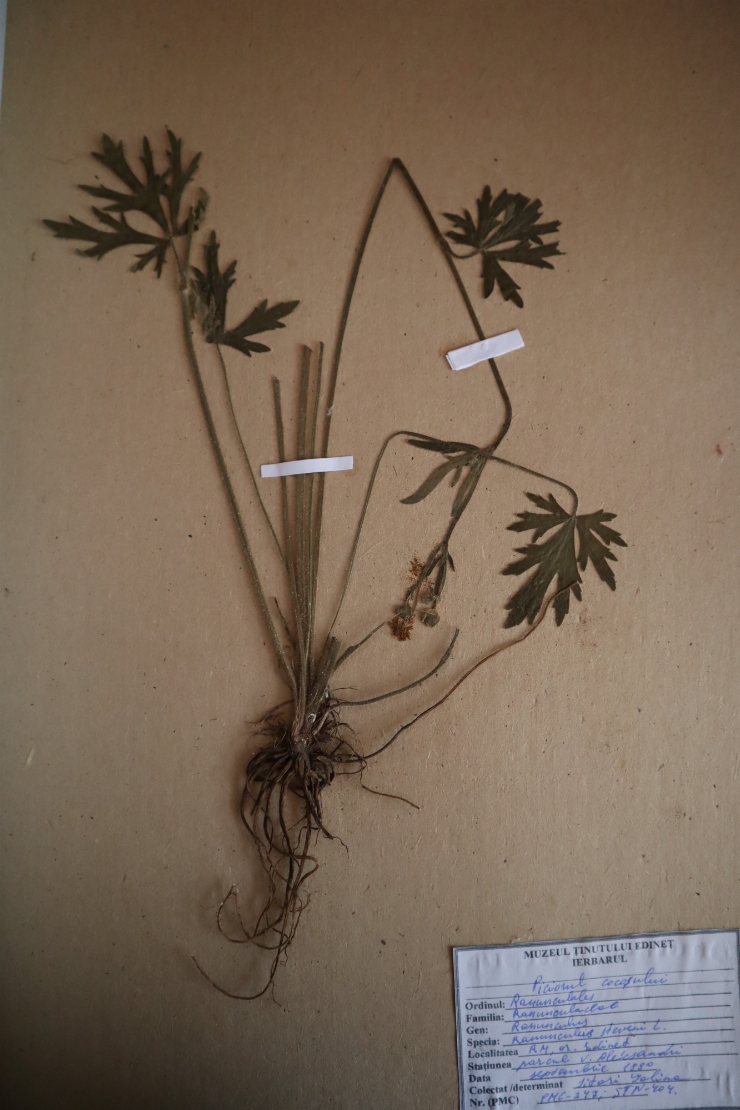 Ranunculus steveni 