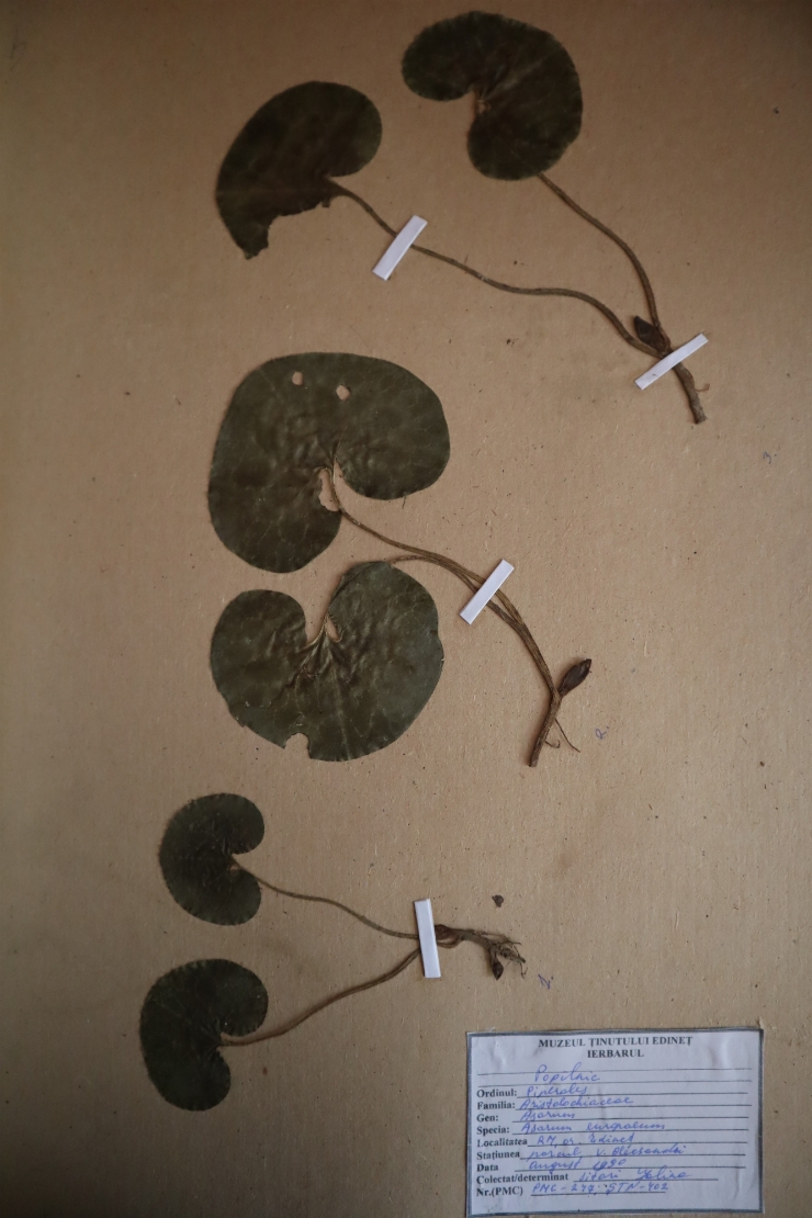 Asarum europaeum 