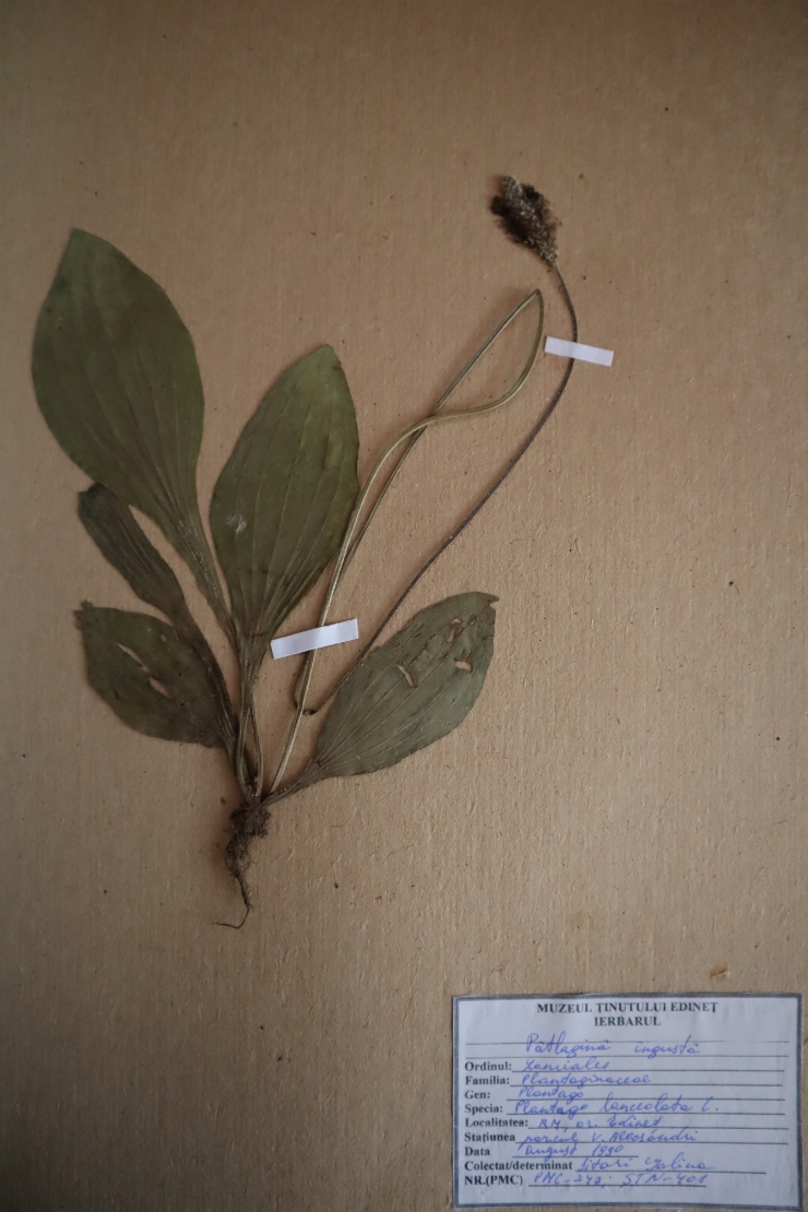 Plantago lanceolata