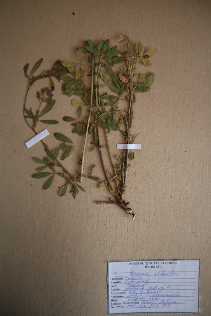 Medicago sativa 