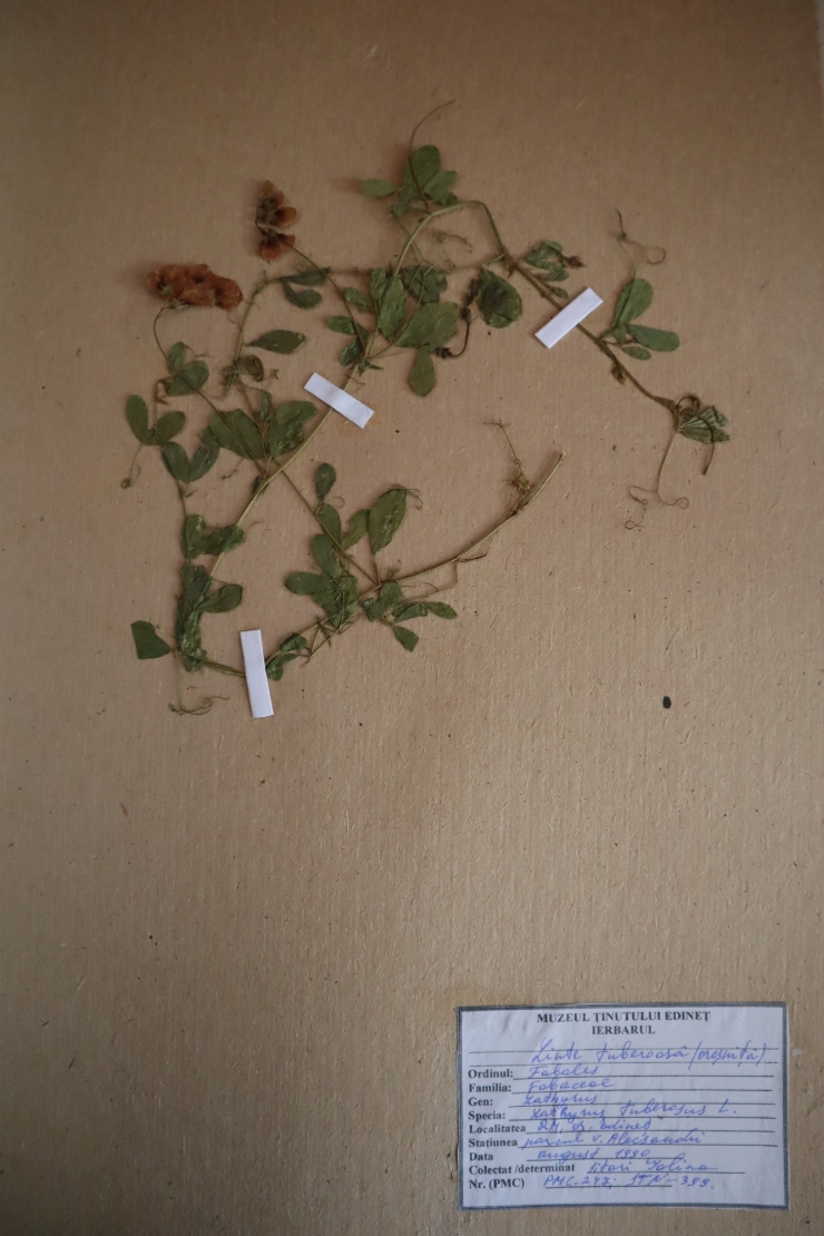 Lathyrus tuberosus 