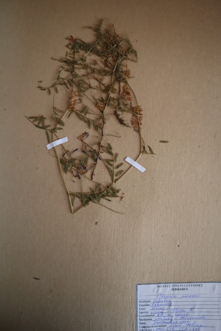 Vicia villosa 