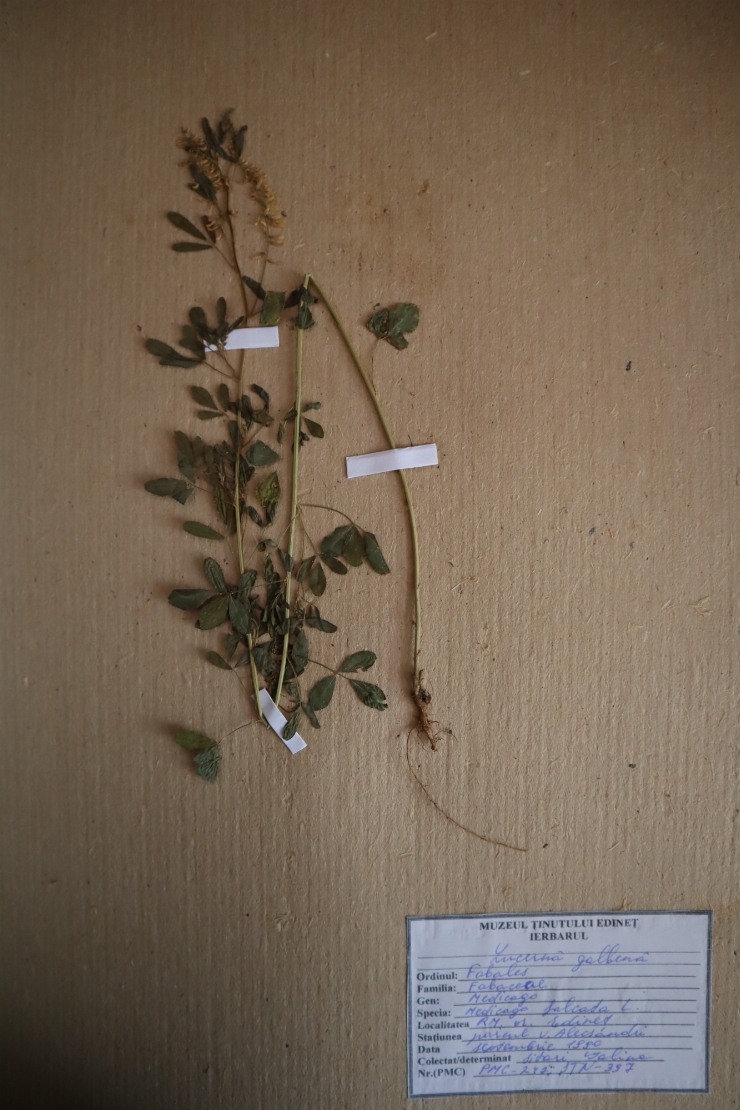Medicago falcata 