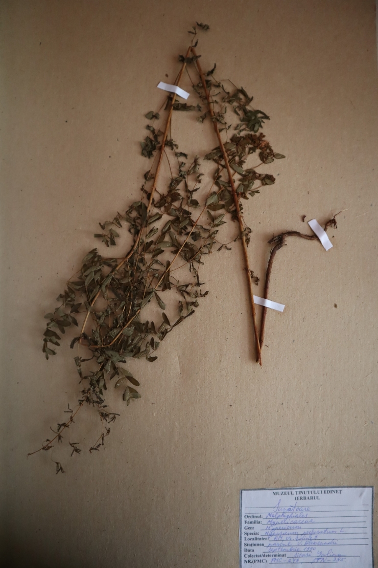 Hypericum perforatum 