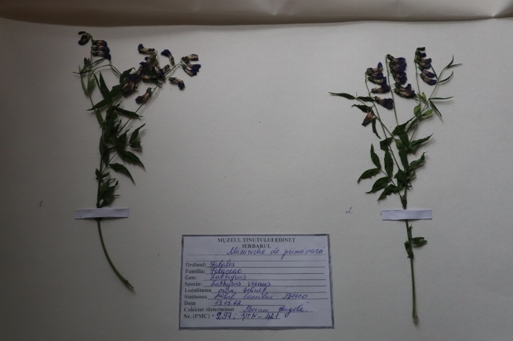 Lathyrus vernus