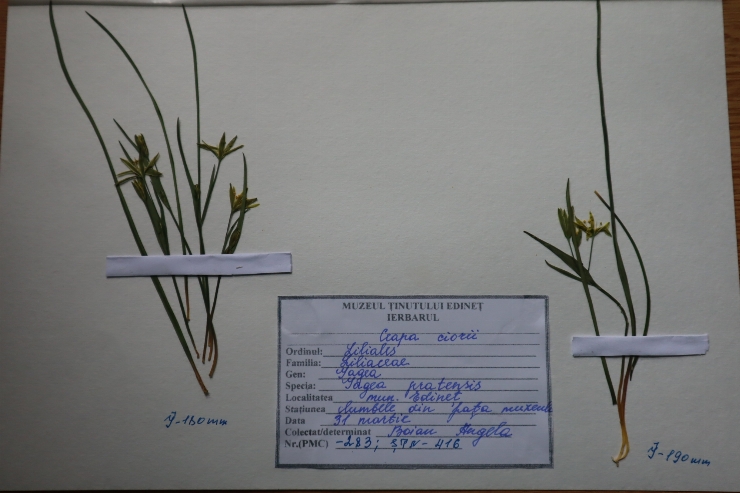 Gagea pratensis 