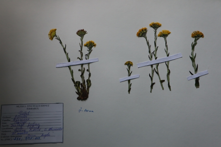 Tussilago farfara