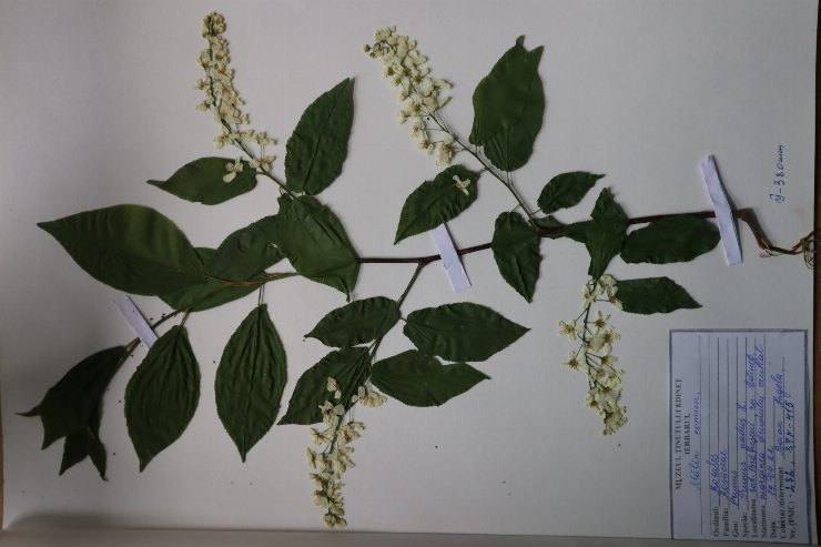 Prunus padus 
