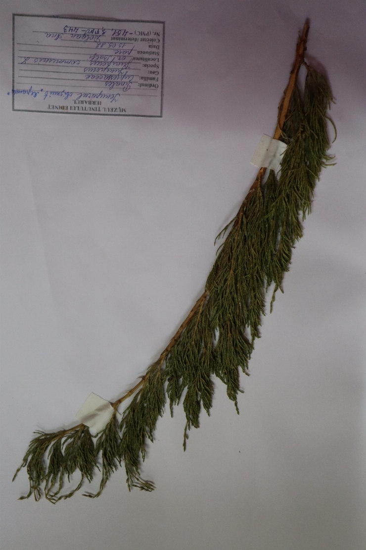 Ienupărul obușnuit (Juniperus communis Repanda)