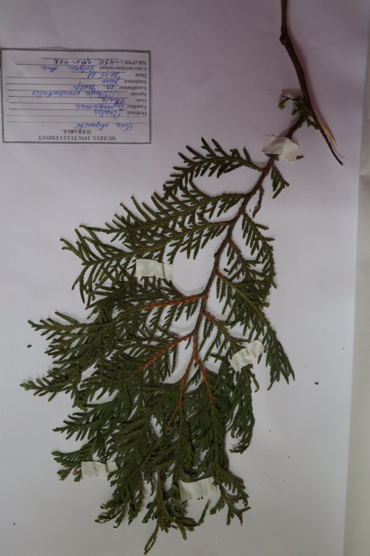 Tuia obișnuită (Thuja occidentalis)