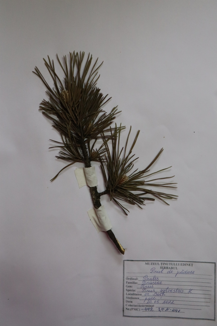 Pinul de pădure (Pinus sylvestris L)