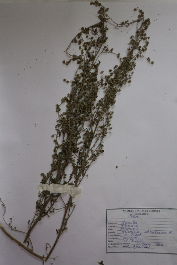 Pelin (Artemisia absinthium L)