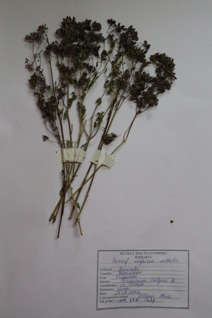 Sovârf, măghirean sălbatic, oregano ( Origanum vulgare)