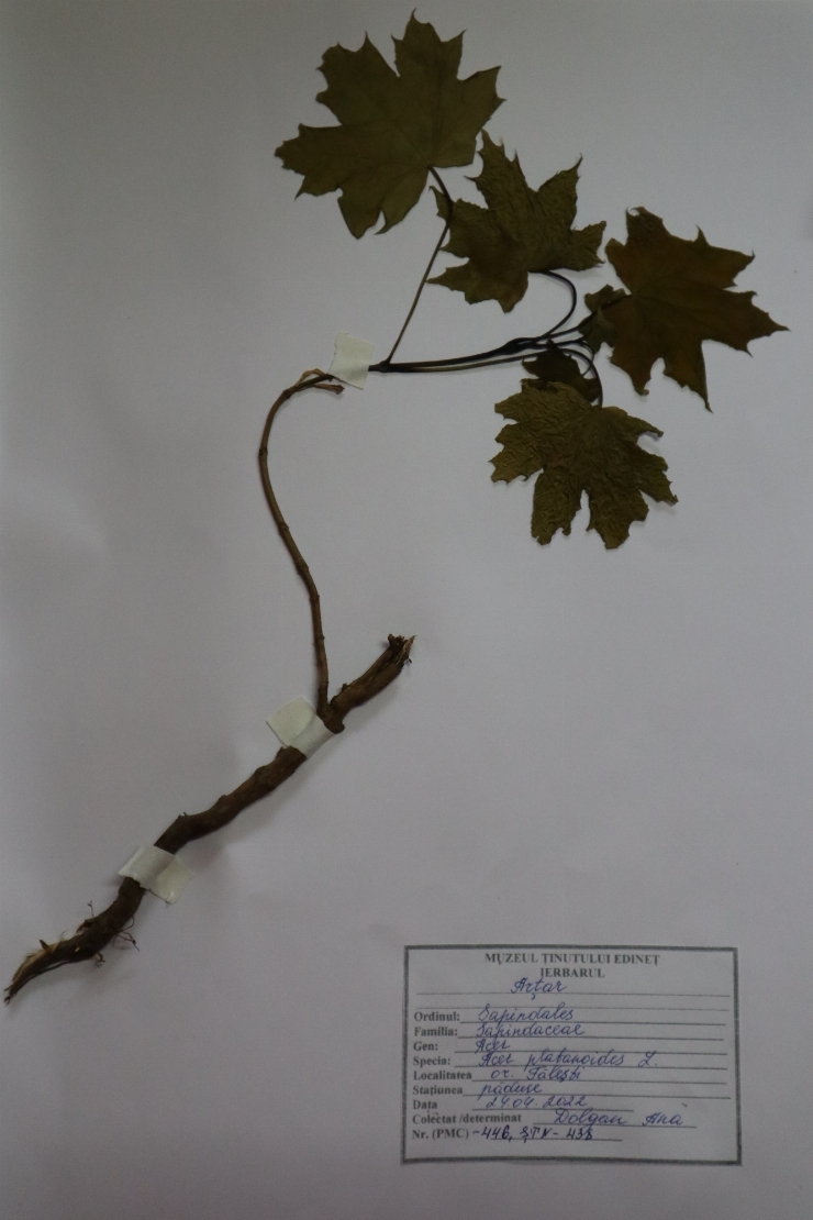 Arțar ( Acer platanoides L)