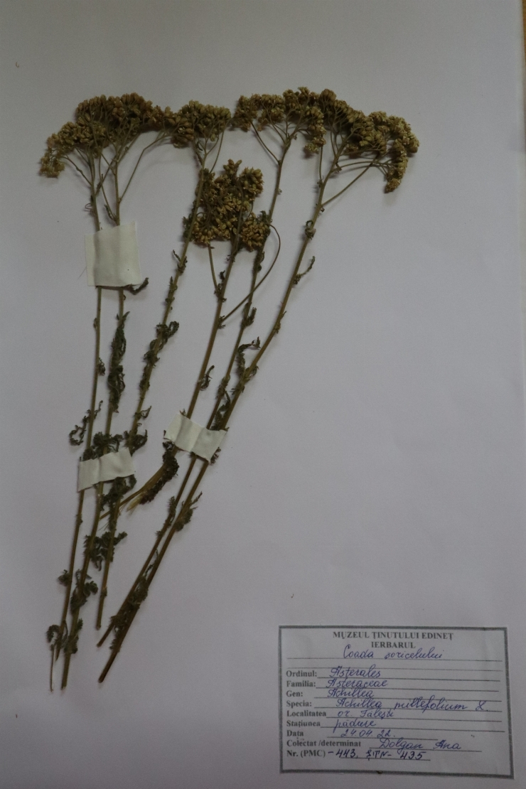 Coada șoarecelui, Achillea millefolium L.