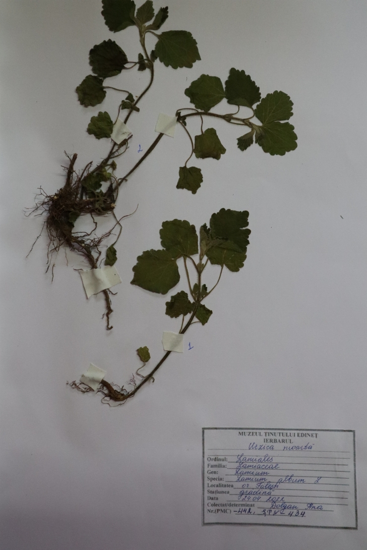 Urzică moartă, Lamium album L