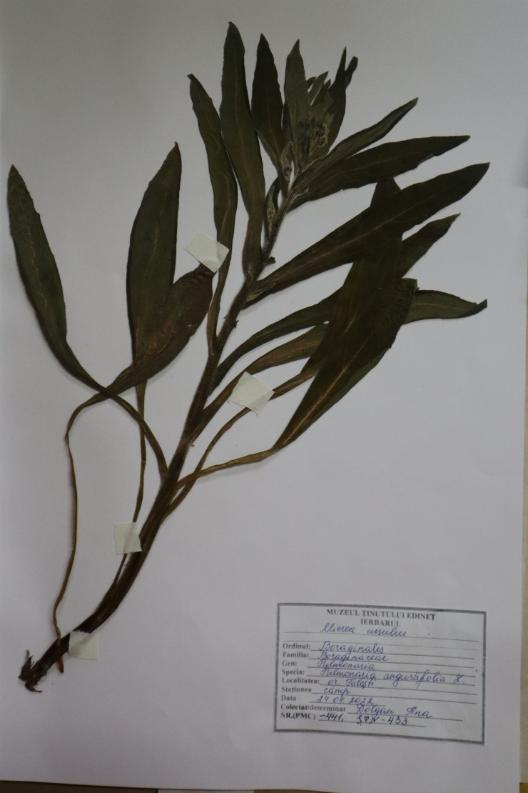 Pulmonaria angustifolia L , Mierea ursului