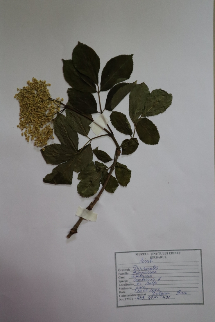 Sambucus L, Soc
