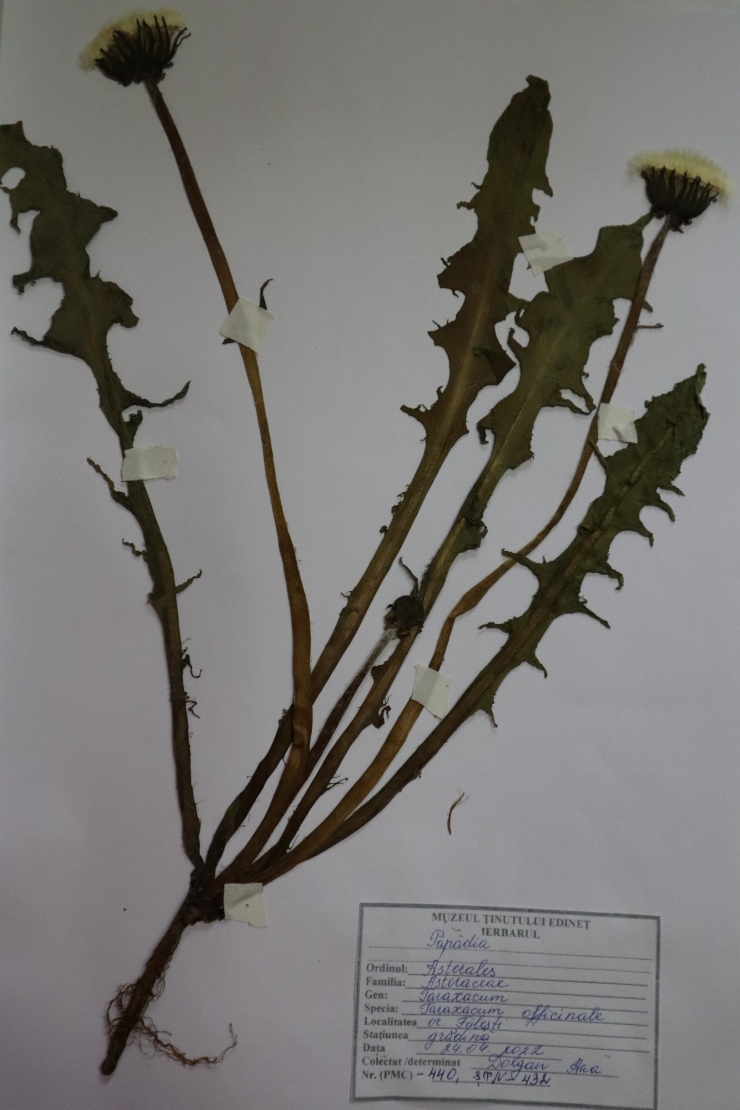 Taraxacum officinale, Păpădie