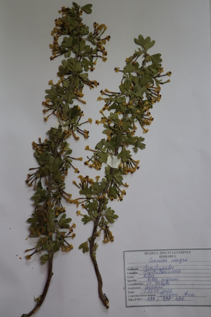 Ribes nigrum, Coacăză neagră