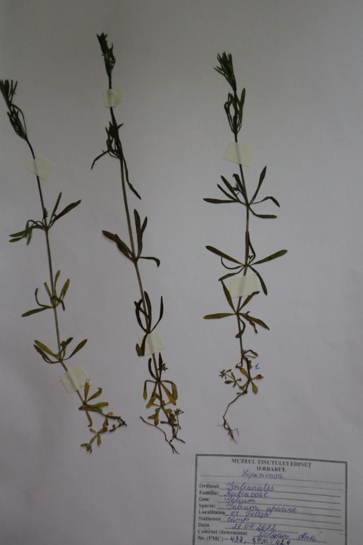 Galium aparine, Lipicioasă