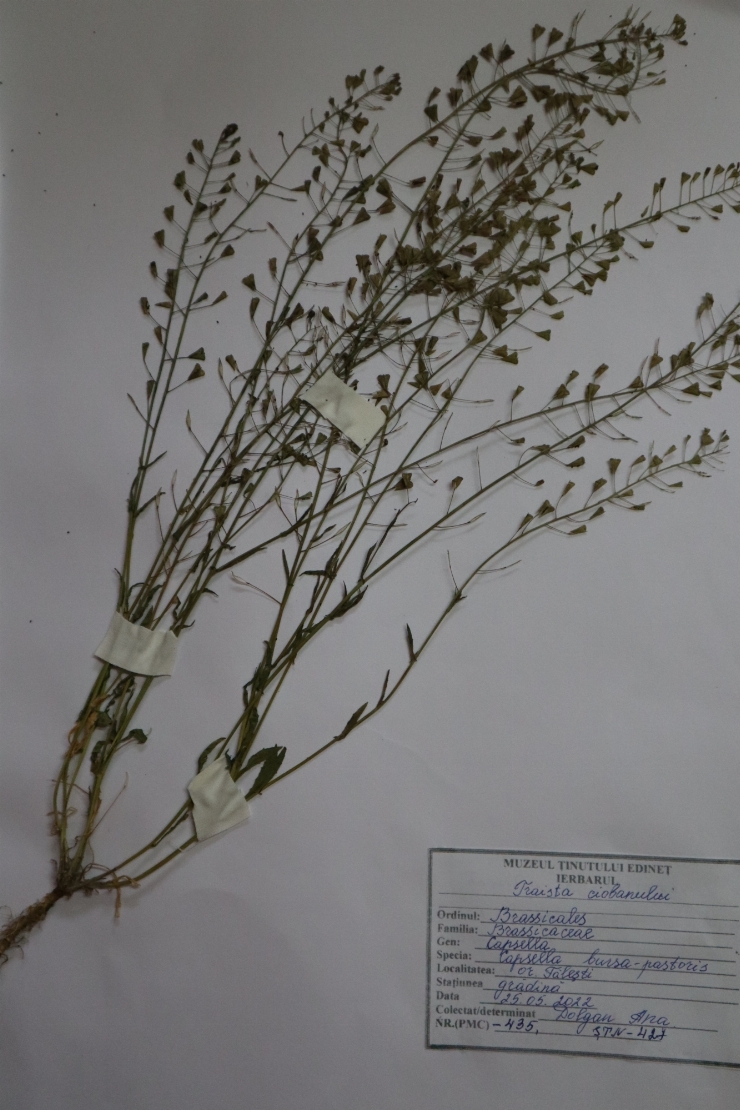 Capsella bursa -pastoris, Traista ciobanului