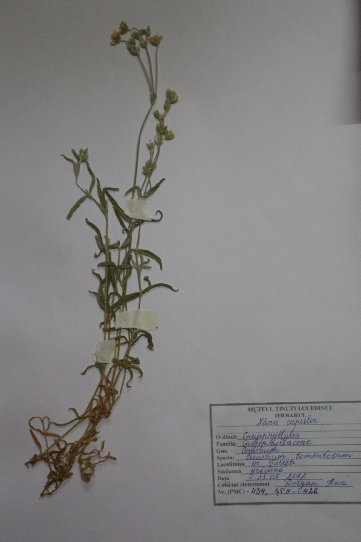 Cerastium tomentosum, Lâna caprelor