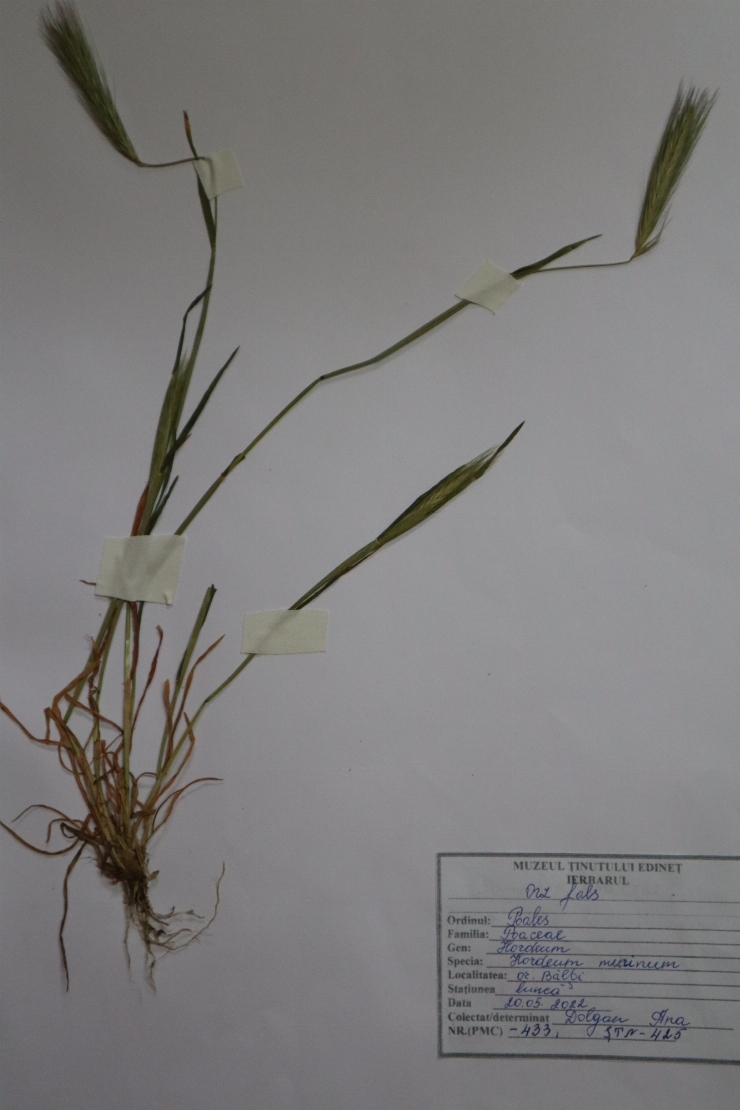 Hordeum murinum, Orz fals