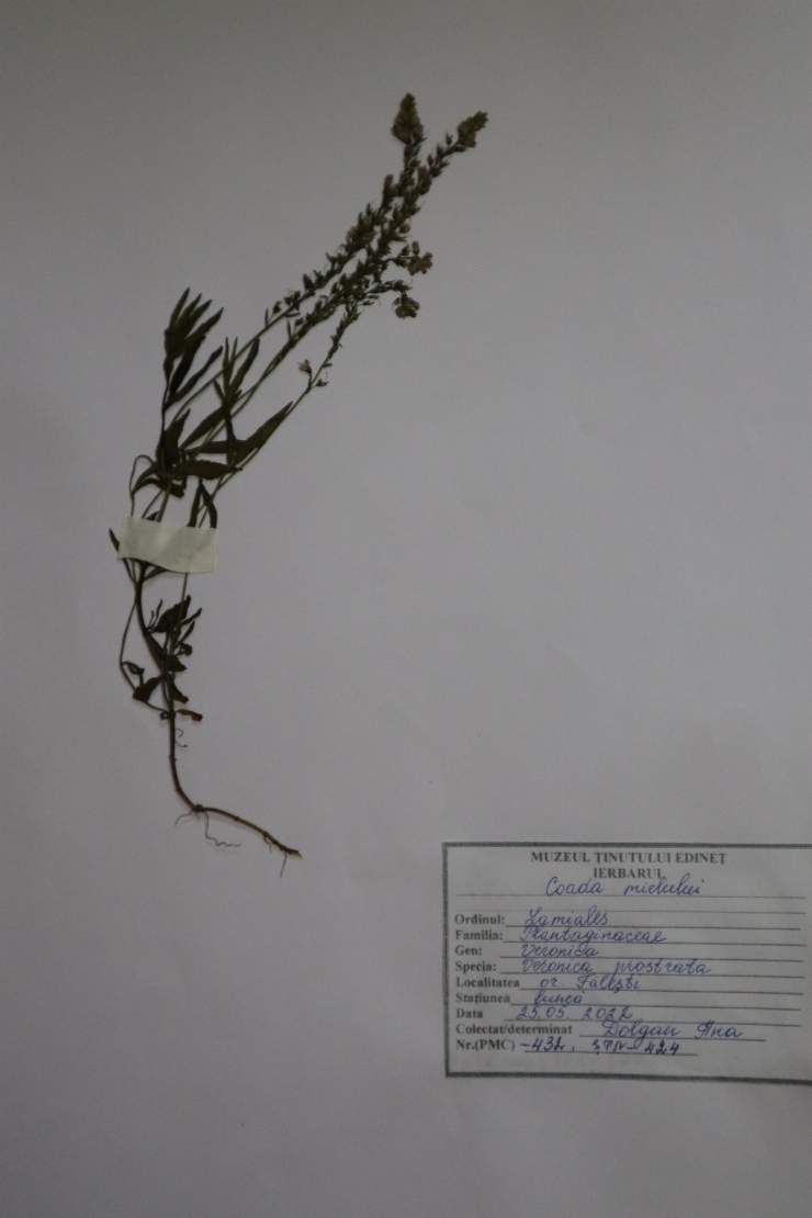 Veronica prostrata, Coada mielului