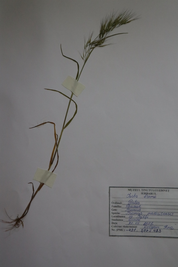 Bromus madritensis, Iarba brome