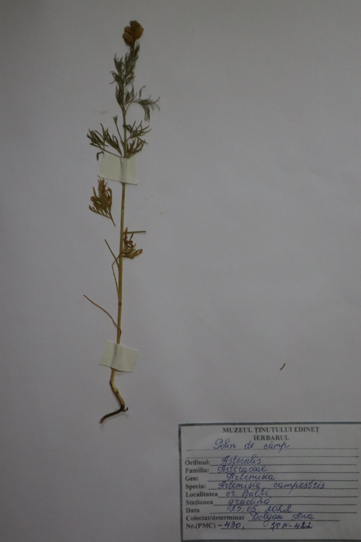 Artemisia campestris; Pelin de câmp