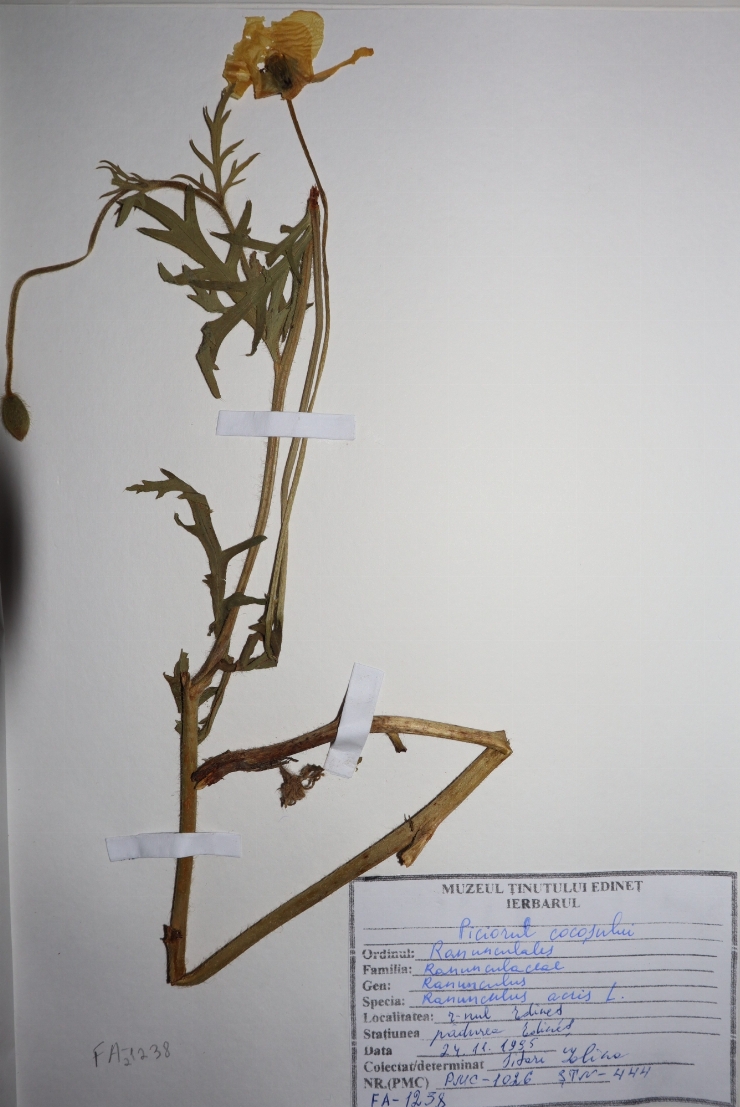 Ranunculus acris 