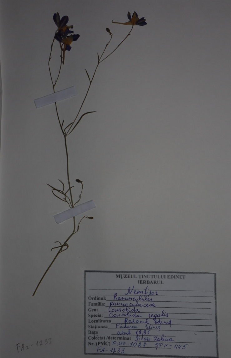 Consolida regalis 