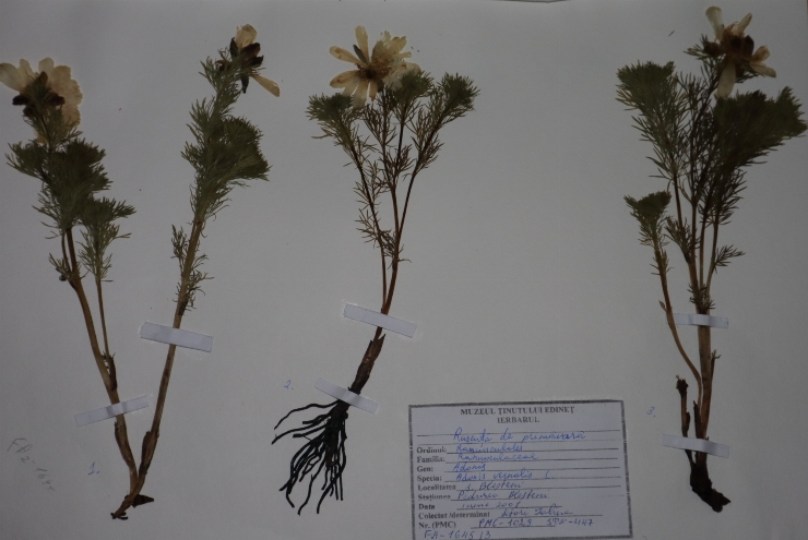 Adonis vernalis 
