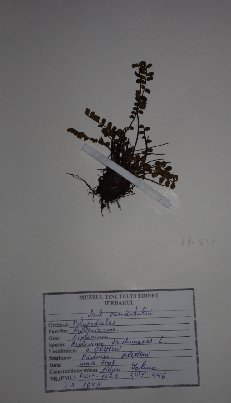 Asplenium trichomanes