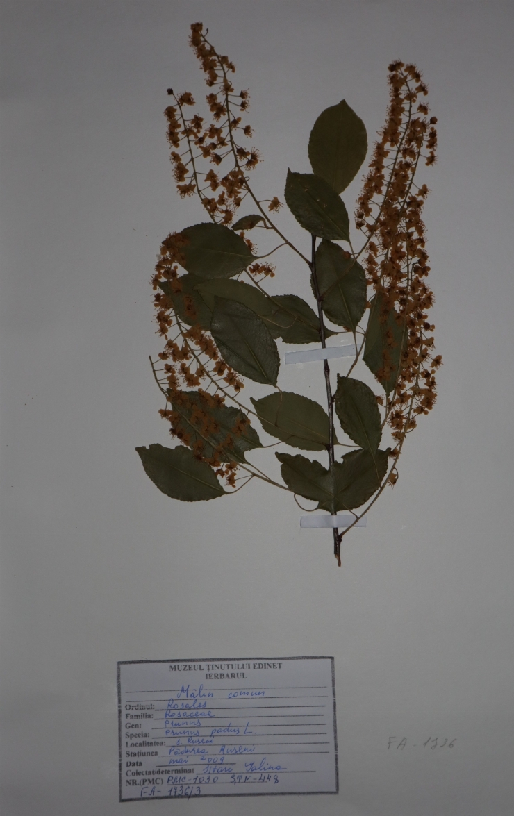 Prunus padus 