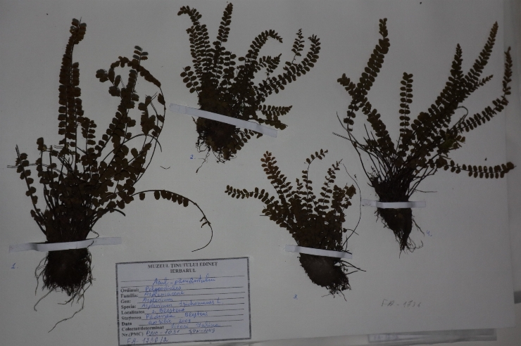 Asplenium trichomanes