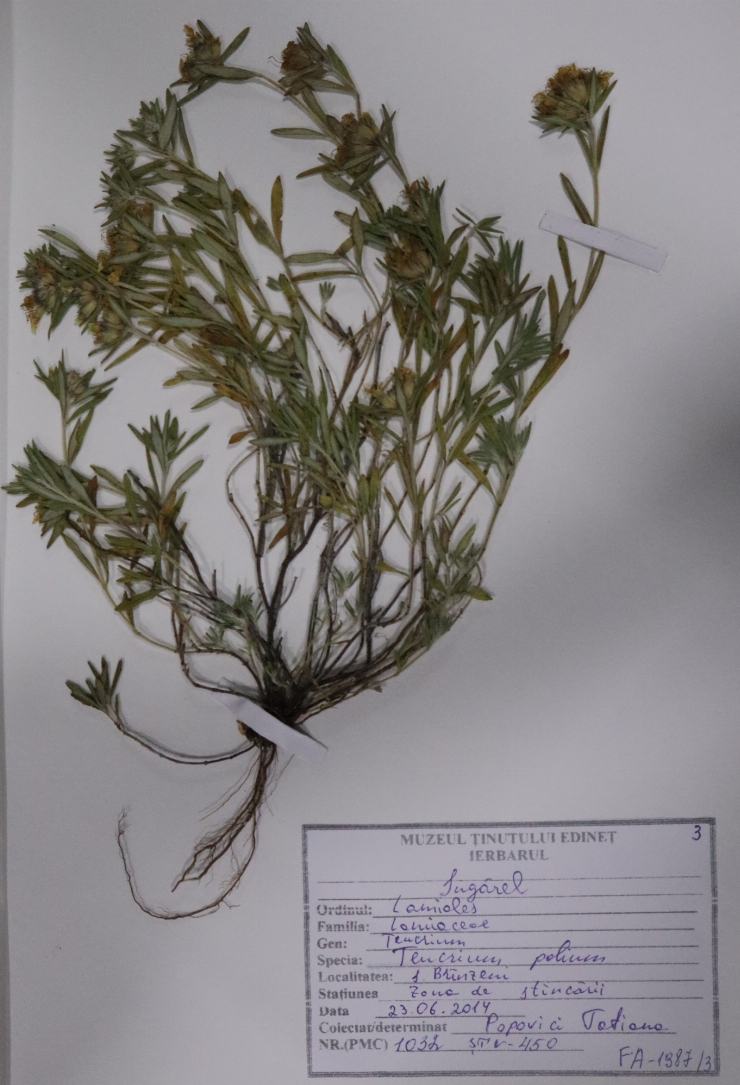 Teucrium polium ( sugărel)