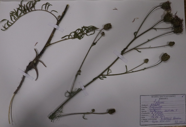 Centaurea scabiosa ( sglăvoc)