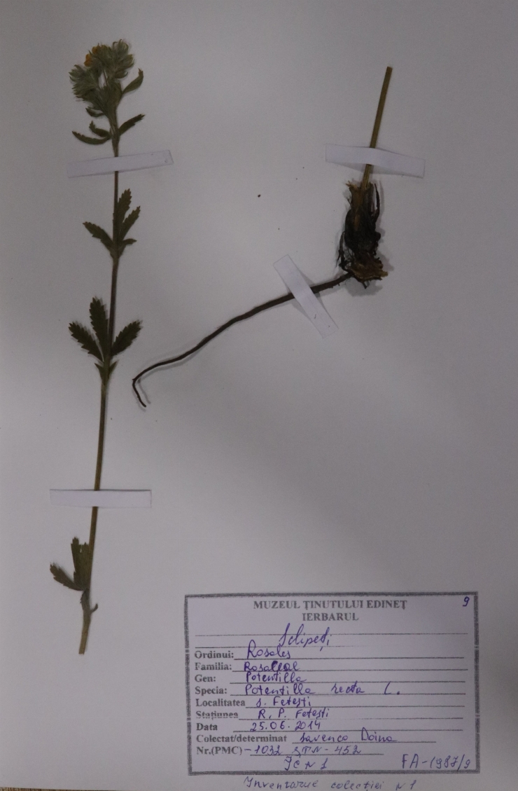 Potentilla recta ( sclipeți)