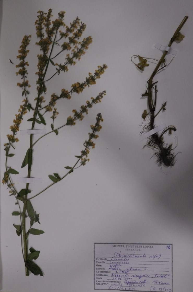 Nepeta cataria ( cătușnică sau menta mâței)